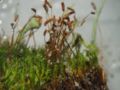 Getrocknetes Purpurstieliges Hornzahnmoos mit Sporophyten