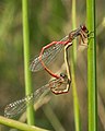 Ceriagrion tenellum còpula