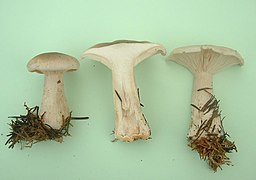 Clitocybe nebularis, um Agaricomycetidae