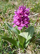 Orchis sureau