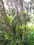 Guzmania monostachia growing at the Enchanting Floral Gardens of Kula, Maui.