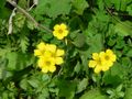 Uma planta de Oxalis pes-caprae crescendo em Israel