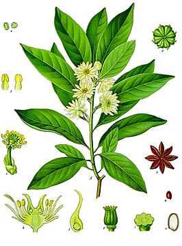 Illicium