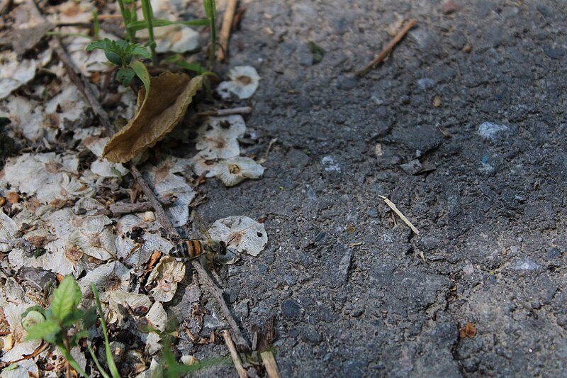 File:Insects on the ground.jpg