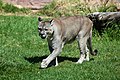 Puma concolor