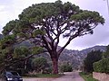 Pinus pinea (Pinie), Coniferopsida