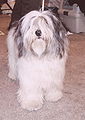 Polish Lowland Sheepdog