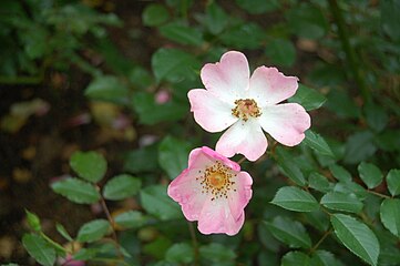 'Rosy Cushion', 1985