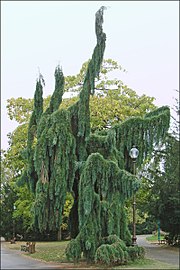 Séquoia pleureur