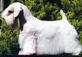 Sealyham terrier