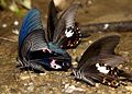 Papilio helenus (Red Helen)