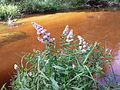 Next to Kamp river, district Zwettl, Lower Austria