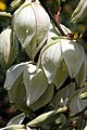 Yucca, Gardening Germany