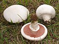 Agaricus campestris