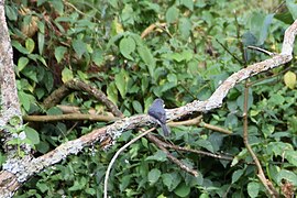 2024-06-10 Ngorongoro birds 0732.jpg