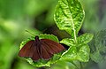 * Nomination: Open wing basking of Psolos fuligo (Mabille, 1876) - Dusky PartwingThis image was uploaded as part of Wiki Loves Butterfly.I,--SVKMBFLY 19:42, 27 October 2024 (UTC) * * Review needed