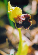 Ophrys flammeola