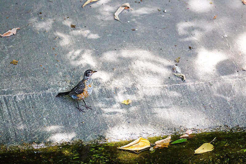 File:American robin (50113426302).jpg