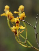 Cyrtochilum densiflorum