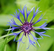 Centaurée des montagnes - Centaurea montana