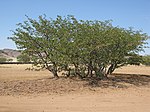 3. Colophospermum mopane (balsamträd) i Damaraland i Namibia.