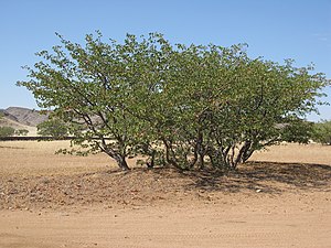 Mopane (Colophospermum mopane)