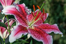 One of the many flowering plants.