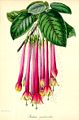 Fuchsia macrantha