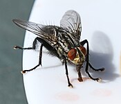 Husfluga (Musca domestica)