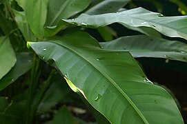 Heliconia angusta 2zz.jpg