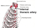 Internal mammary branch