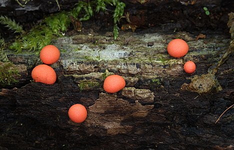 Lycogala epidendrum (Wolf's Milk)