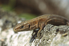 Lézard vivipare (Zootoca vivipara)