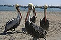 Paracas, Peru