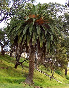 Phoenix canariensis