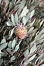 Blom van Protea pendula