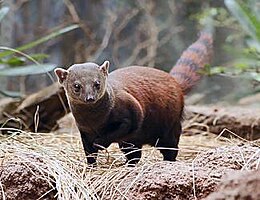 Gyűrűsfarkú mongúz (Galidia elegans)