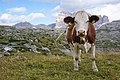 Tre Cime cows 4.jpg4 800 × 3 200; 4,23 MB