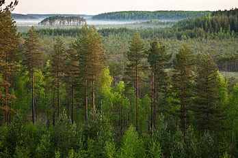 Bosque na reserva natural do pântano de Meenikunno, região de Põlva, Estônia. (definição 3 500 × 2 333)