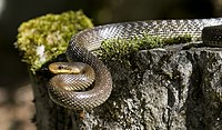 Aesculapian snake