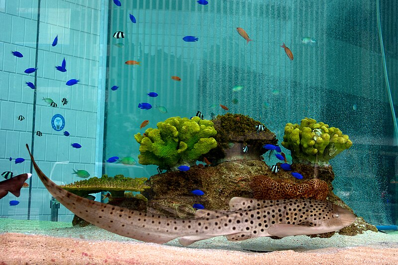 File:Zebra shark.jpg