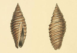 Subcancilla sulcata