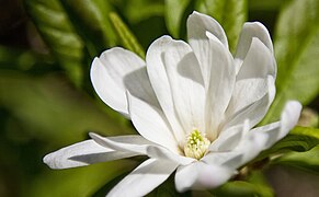 Magnoliales flower (258334147).jpg