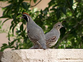 Male and female Gambel's quail in Mesa, Arizona