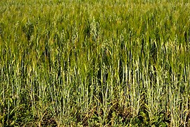 Mixed intercropping of oat and rye in Brastad, Sweden