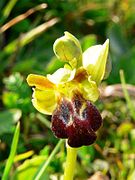 Ophrys sabulosa