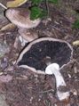 Agaricus perobscurus