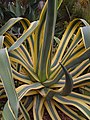 Agave americana