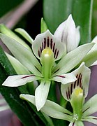 Prosthechea abbreviata