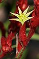 Kangaroo paw